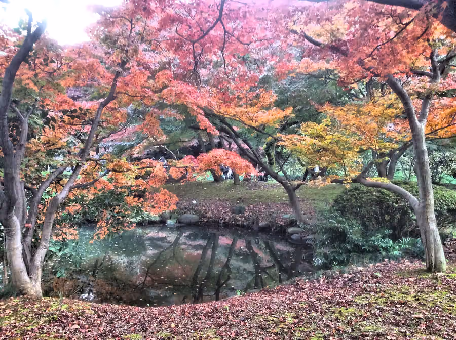 Tokyo in November 2026: Weather and What to Wear, Autumn Leaves, Tori-no-Ichi and the First Illuminations