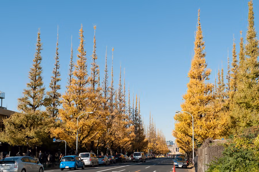 Hojas de otoño en Tokio: los mejores lugares y cuándo ir, de la avenida de ginkgos de Jingu Gaien a la iluminación de Rikugien y el monte Takao