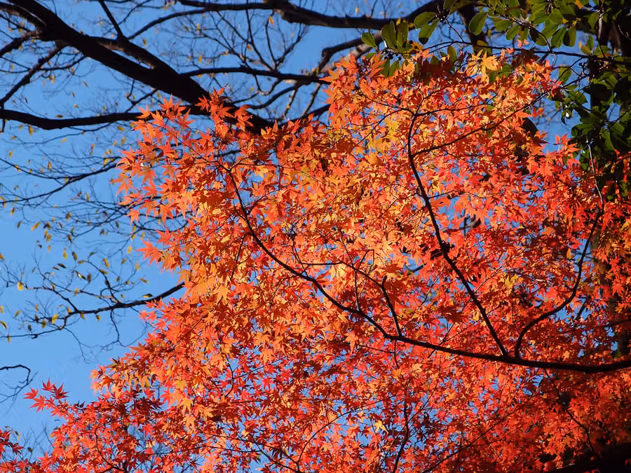 Koishikawa Korakuen