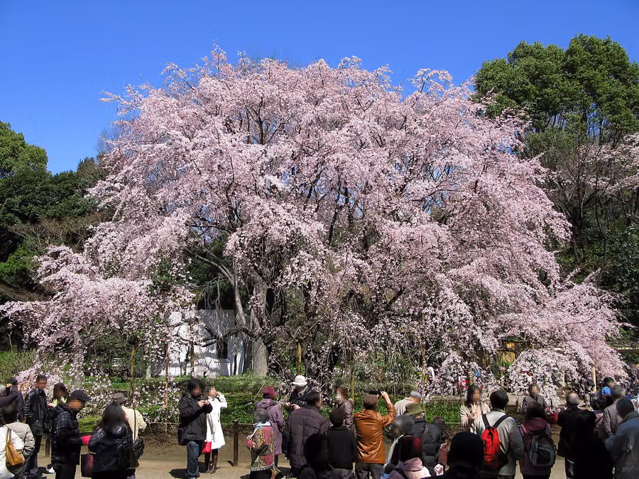 Rikugien