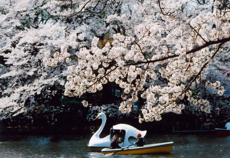 Inokashira Park