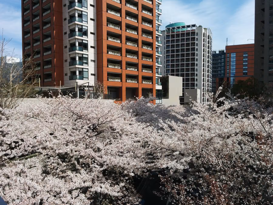 Roppongi Sakura-zaka