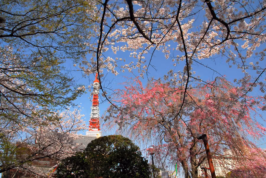 Zojoji and Shiba Park