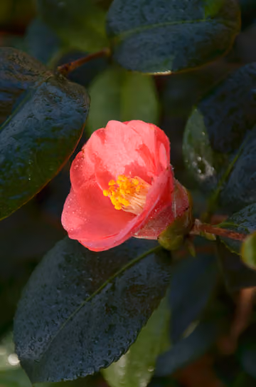 Festival de las Camelias