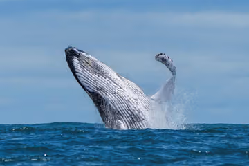 Avistamiento de ballenas