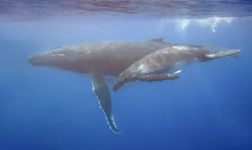 Ballenas en invierno