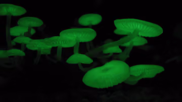 Setas luminosas