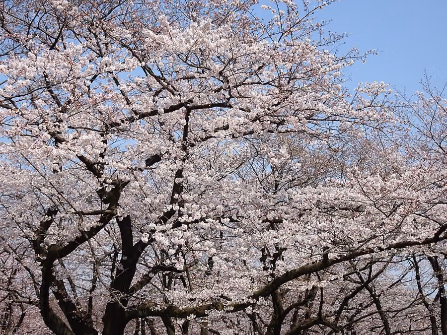 Eventos en el parque Yoyogi, otoño-invierno 2026: festivales de fin de semana y el Bosque de Luces (octubre–diciembre)
