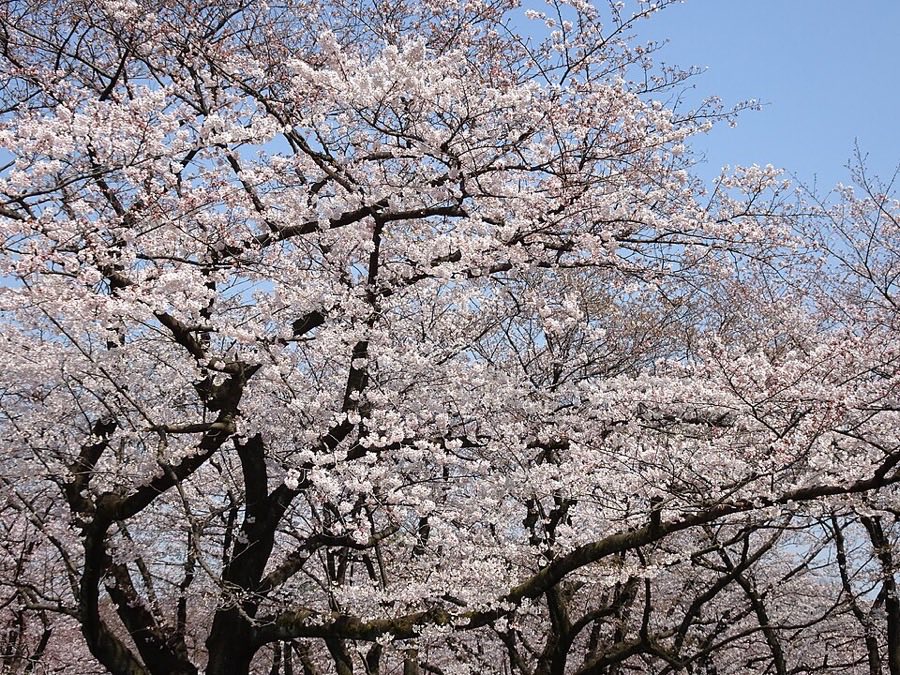代代木公園